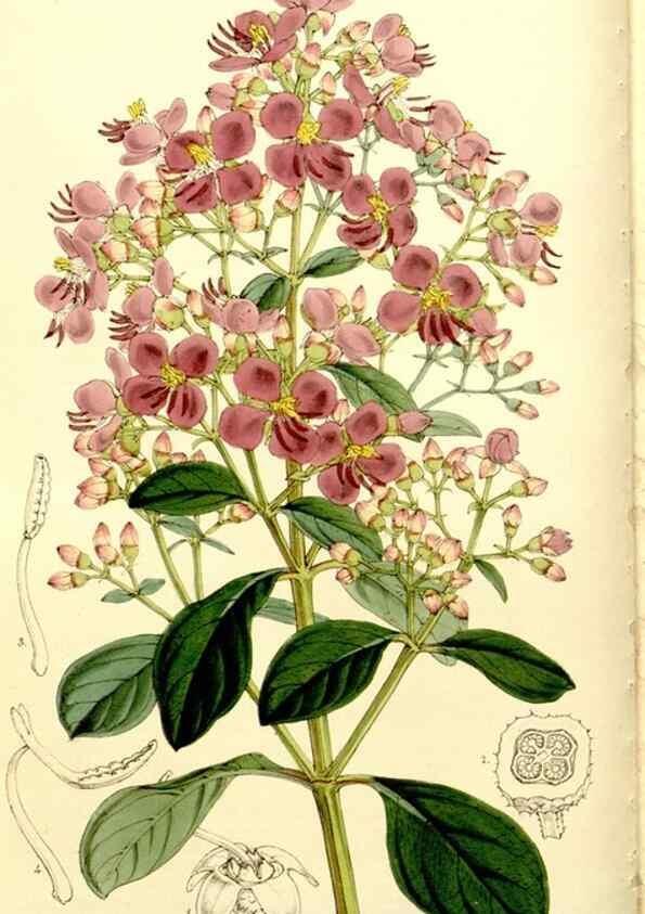 Reproducción/Reproduction 9441828131: Curtis's botanical magazine.. London ;New York [etc.] :Academic Press [etc.]