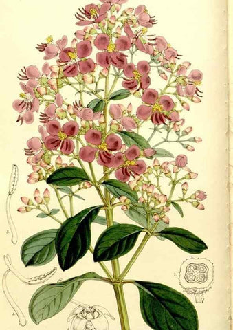 Reproducción/Reproduction 9441828131: Curtis's botanical magazine.. London ;New York [etc.] :Academic Press [etc.]