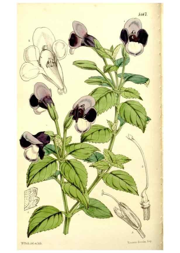 Reproducción/Reproduction 9441829689: Curtis's botanical magazine.. London ;New York [etc.] :Academic Press [etc.]
