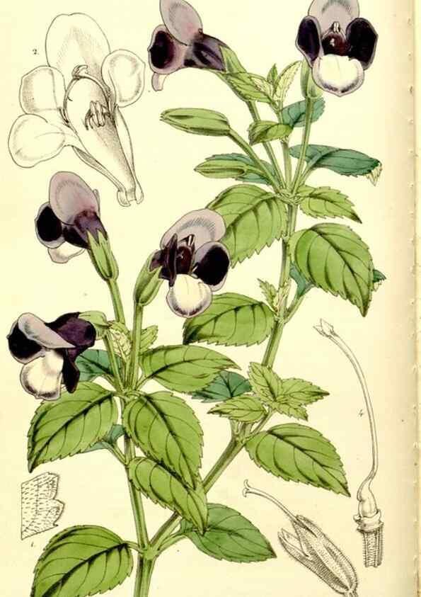 Reproducción/Reproduction 9441829689: Curtis's botanical magazine.. London ;New York [etc.] :Academic Press [etc.]