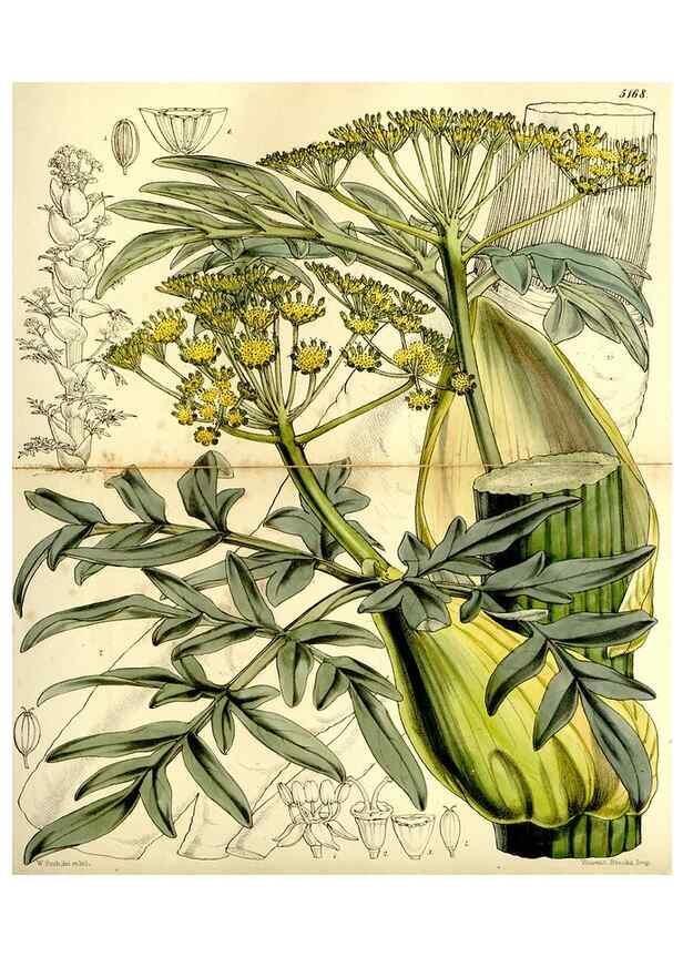 Reproducción/Reproduction 9444618364: Curtis's botanical magazine.. London ;New York [etc.] :Academic Press [etc.]