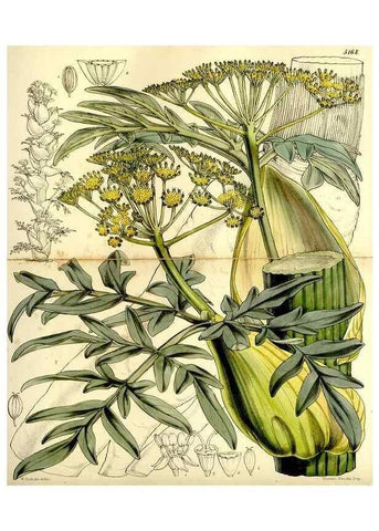 Reproducción/Reproduction 9444618364: Curtis's botanical magazine.. London ;New York [etc.] :Academic Press [etc.]