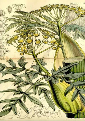 Reproducción/Reproduction 9444618364: Curtis's botanical magazine.. London ;New York [etc.] :Academic Press [etc.]