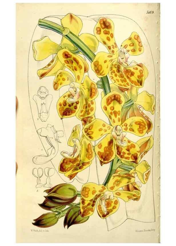 Reproducción/Reproduction 9441870327: Curtis's botanical magazine.. London ;New York [etc.] :Academic Press [etc.]