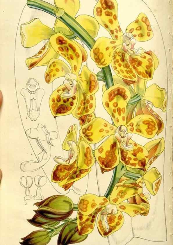 Reproducción/Reproduction 9441870327: Curtis's botanical magazine.. London ;New York [etc.] :Academic Press [etc.]