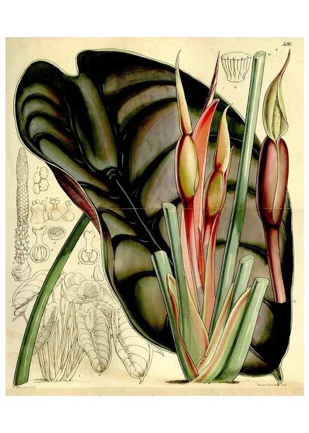 Reproducción/Reproduction 9441871577: Curtis's botanical magazine.. London ;New York [etc.] :Academic Press [etc.]