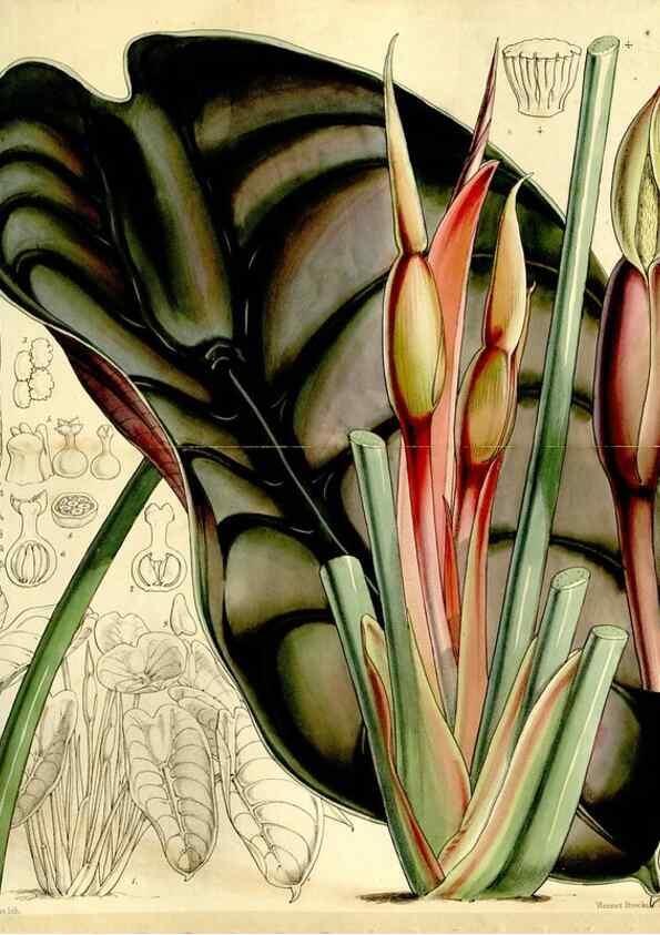 Reproducción/Reproduction 9441871577: Curtis's botanical magazine.. London ;New York [etc.] :Academic Press [etc.]