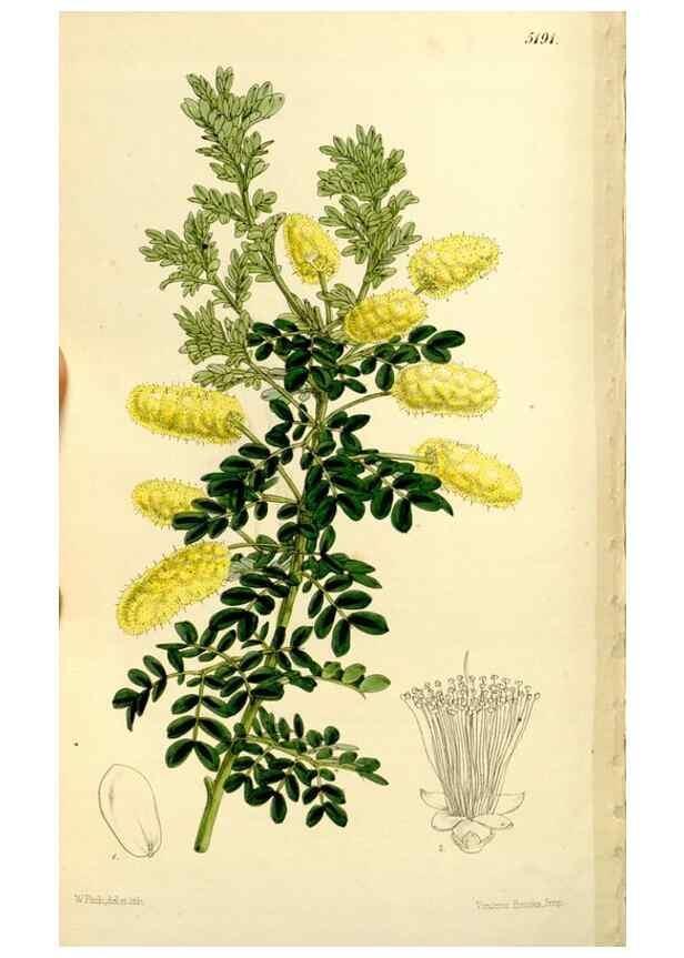 Reproducción/Reproduction 9444660516: Curtis's botanical magazine.. London ;New York [etc.] :Academic Press [etc.]