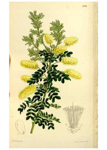 Reproducción/Reproduction 9444660516: Curtis's botanical magazine.. London ;New York [etc.] :Academic Press [etc.]