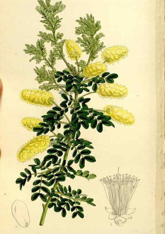 Reproducción/Reproduction 9444660516: Curtis's botanical magazine.. London ;New York [etc.] :Academic Press [etc.]