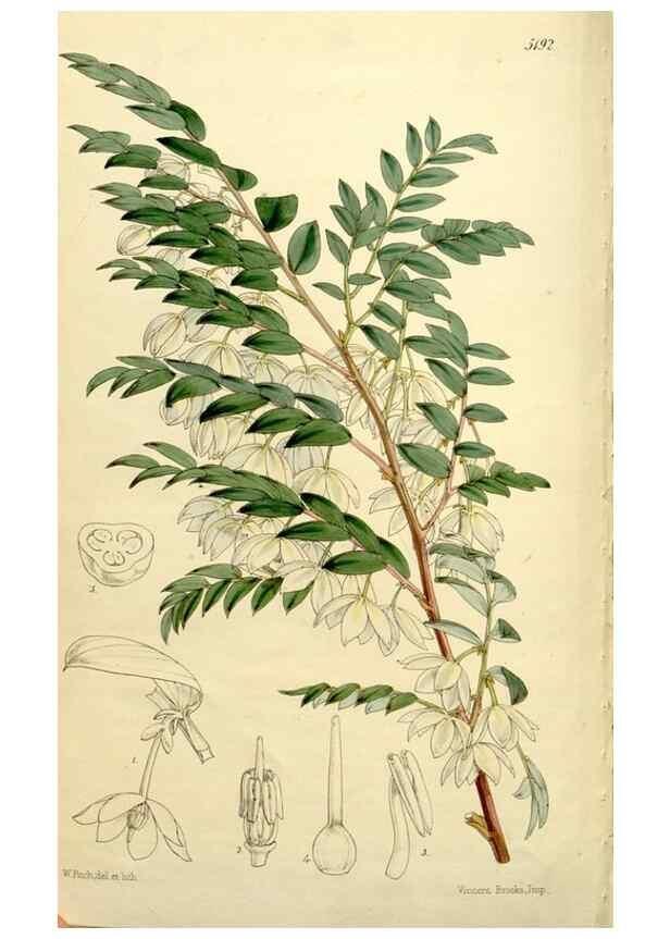 Reproducción/Reproduction 9444662300: Curtis's botanical magazine.. London ;New York [etc.] :Academic Press [etc.]
