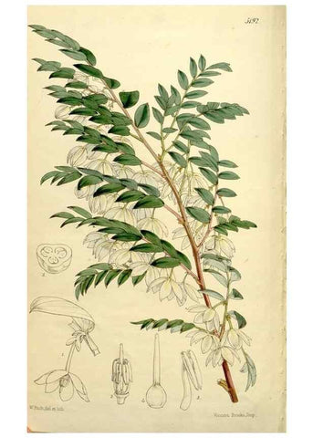 Reproducción/Reproduction 9444662300: Curtis's botanical magazine.. London ;New York [etc.] :Academic Press [etc.]