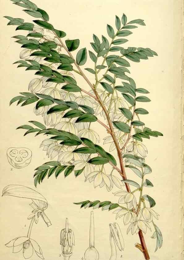 Reproducción/Reproduction 9444662300: Curtis's botanical magazine.. London ;New York [etc.] :Academic Press [etc.]