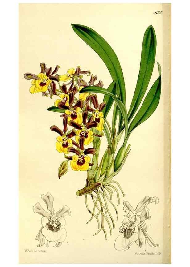 Reproducción/Reproduction 9444676318: Curtis's botanical magazine.. London ;New York [etc.] :Academic Press [etc.]