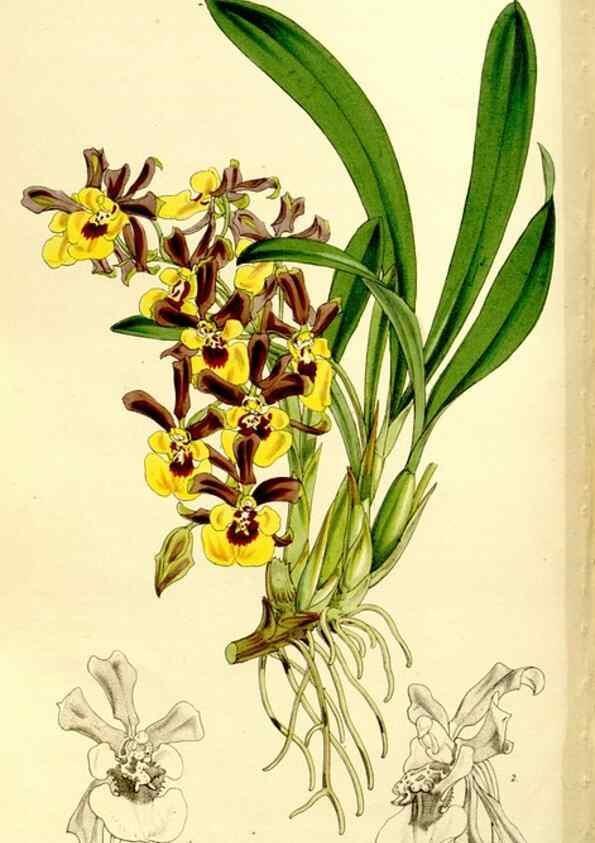 Reproducción/Reproduction 9444676318: Curtis's botanical magazine.. London ;New York [etc.] :Academic Press [etc.]