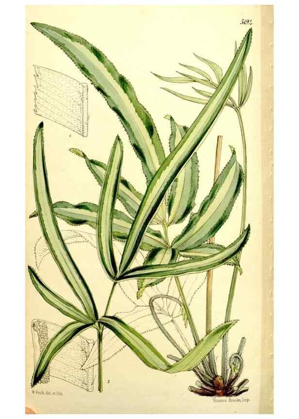 Reproducción/Reproduction 9441891519: Curtis's botanical magazine.. London ;New York [etc.] :Academic Press [etc.]