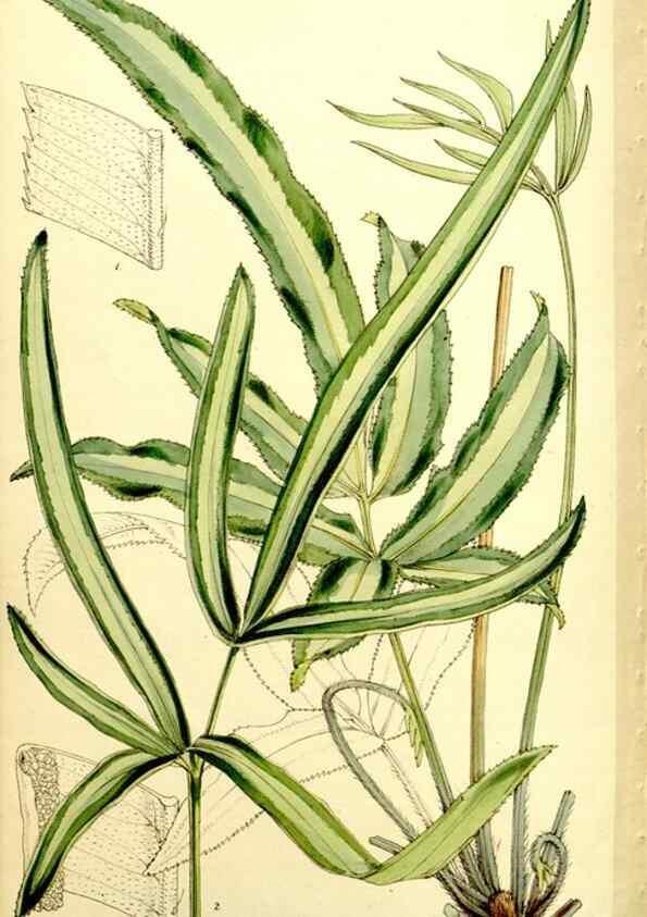 Reproducción/Reproduction 9441891519: Curtis's botanical magazine.. London ;New York [etc.] :Academic Press [etc.]