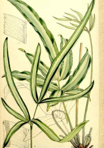 Reproducción/Reproduction 9441891519: Curtis's botanical magazine.. London ;New York [etc.] :Academic Press [etc.]