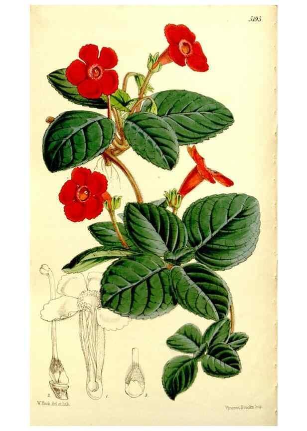 Reproducción/Reproduction 9444681170: Curtis's botanical magazine.. London ;New York [etc.] :Academic Press [etc.]