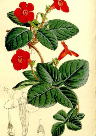 Reproducción/Reproduction 9444681170: Curtis's botanical magazine.. London ;New York [etc.] :Academic Press [etc.]