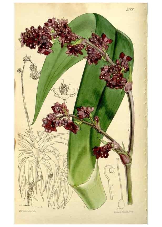 Reproducción/Reproduction 9444655690: Curtis's botanical magazine.. London ;New York [etc.] :Academic Press [etc.]