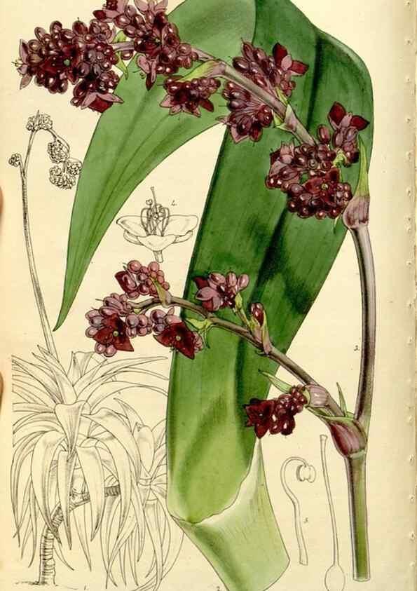 Reproducción/Reproduction 9444655690: Curtis's botanical magazine.. London ;New York [etc.] :Academic Press [etc.]