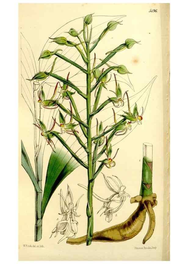 Reproducción/Reproduction 9444683330: Curtis's botanical magazine.. London ;New York [etc.] :Academic Press [etc.]