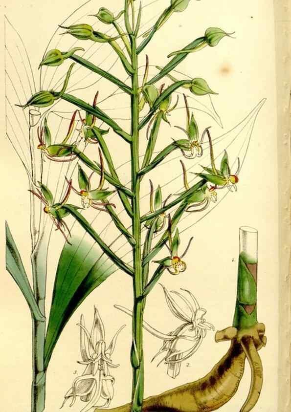 Reproducción/Reproduction 9444683330: Curtis's botanical magazine.. London ;New York [etc.] :Academic Press [etc.]