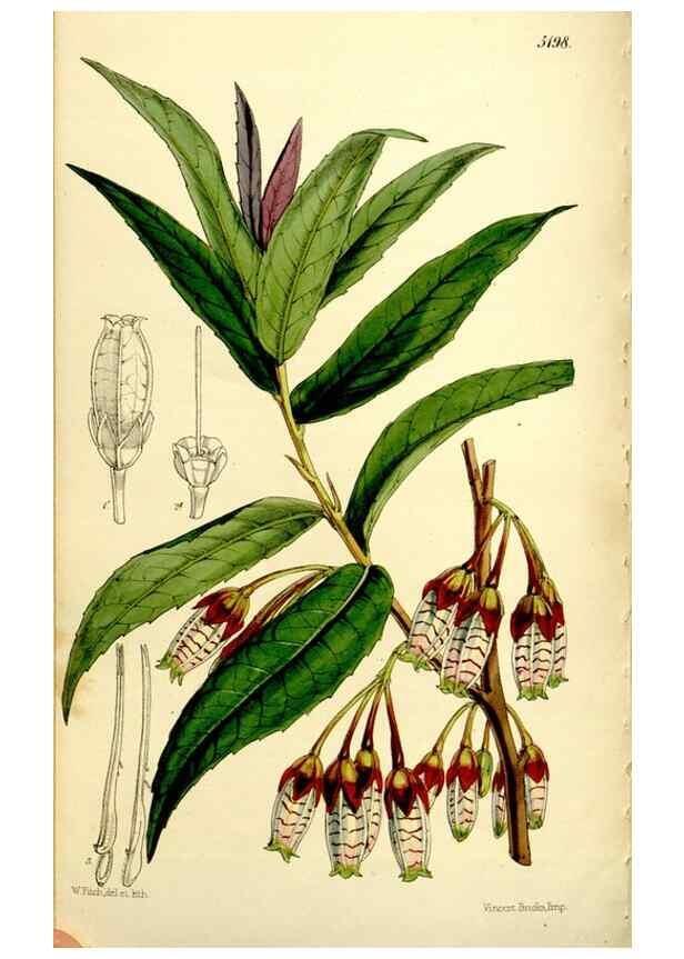 Reproducción/Reproduction 9444686956: Curtis's botanical magazine.. London ;New York [etc.] :Academic Press [etc.]