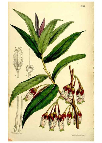 Reproducción/Reproduction 9444686956: Curtis's botanical magazine.. London ;New York [etc.] :Academic Press [etc.]