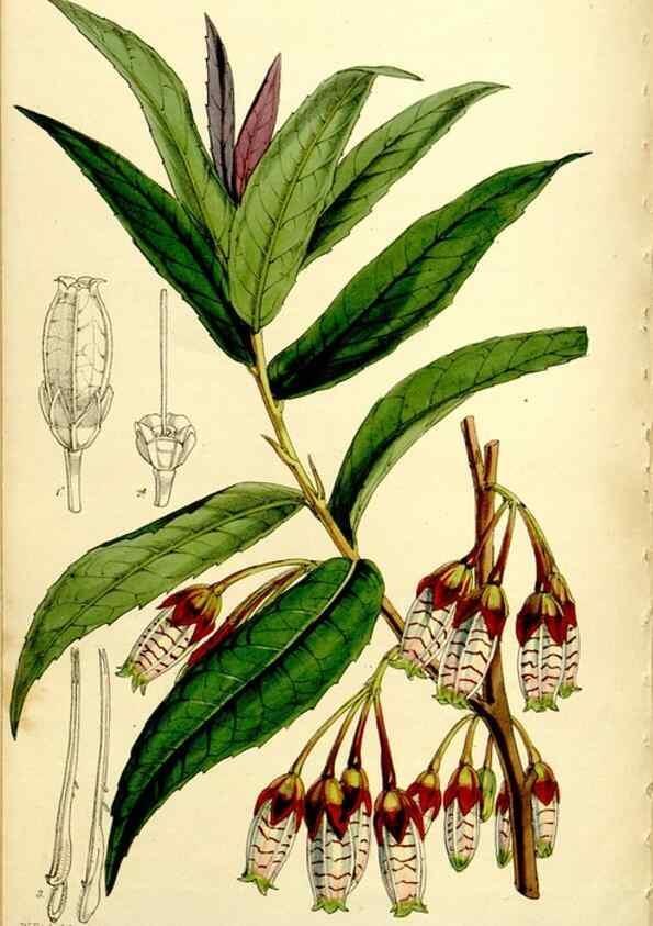 Reproducción/Reproduction 9444686956: Curtis's botanical magazine.. London ;New York [etc.] :Academic Press [etc.]