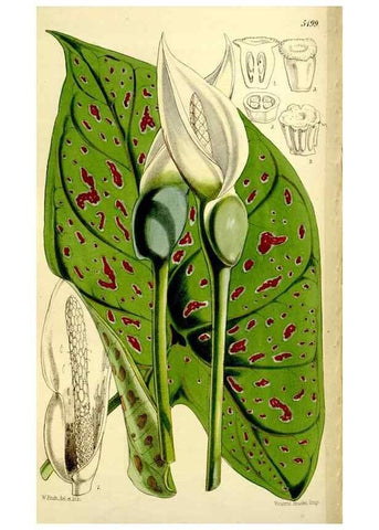 Reproducción/Reproduction 9444689342: Curtis's botanical magazine.. London ;New York [etc.] :Academic Press [etc.]