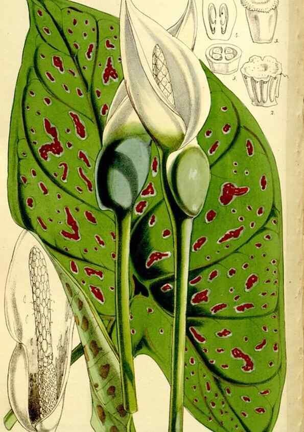 Reproducción/Reproduction 9444689342: Curtis's botanical magazine.. London ;New York [etc.] :Academic Press [etc.]