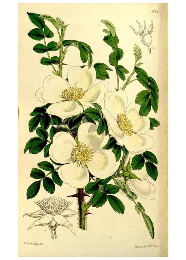 Reproducción/Reproduction 9444691428: Curtis's botanical magazine.. London ;New York [etc.] :Academic Press [etc.]