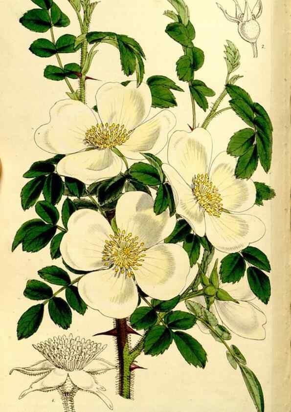 Reproducción/Reproduction 9444691428: Curtis's botanical magazine.. London ;New York [etc.] :Academic Press [etc.]