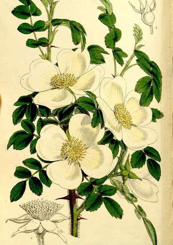 Reproducción/Reproduction 9444691428: Curtis's botanical magazine.. London ;New York [etc.] :Academic Press [etc.]