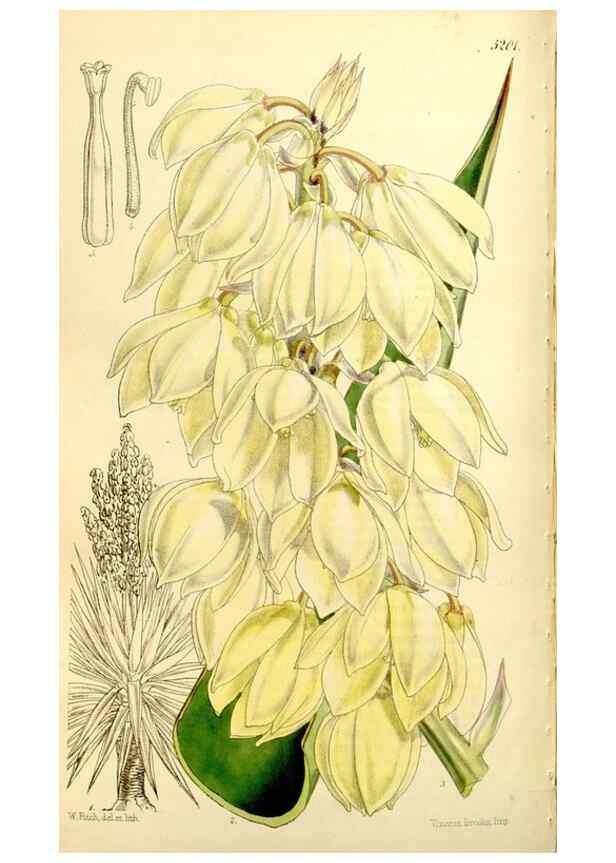 Reproducción/Reproduction 9444693480: Curtis's botanical magazine.. London ;New York [etc.] :Academic Press [etc.]