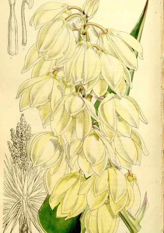 Reproducción/Reproduction 9444693480: Curtis's botanical magazine.. London ;New York [etc.] :Academic Press [etc.]