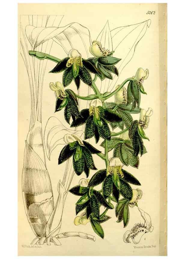 Reproducción/Reproduction 9444695456: Curtis's botanical magazine.. London ;New York [etc.] :Academic Press [etc.]