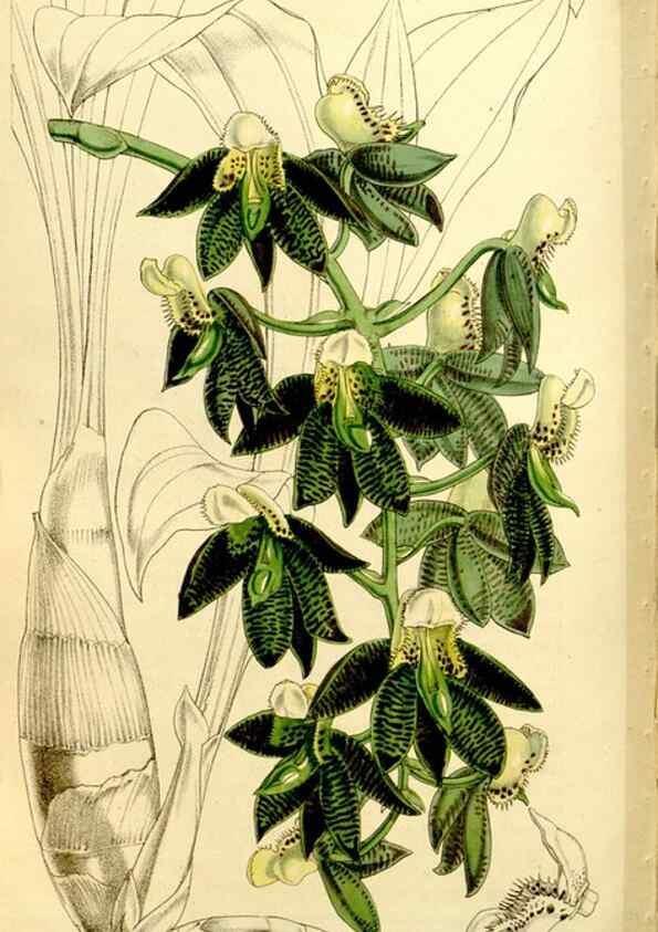 Reproducción/Reproduction 9444695456: Curtis's botanical magazine.. London ;New York [etc.] :Academic Press [etc.]