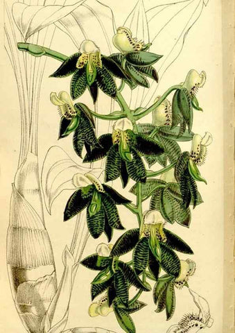 Reproducción/Reproduction 9444695456: Curtis's botanical magazine.. London ;New York [etc.] :Academic Press [etc.]