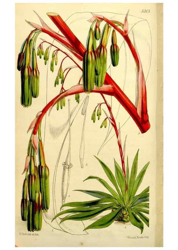 Reproducción/Reproduction 9444697262: Curtis's botanical magazine.. London ;New York [etc.] :Academic Press [etc.]
