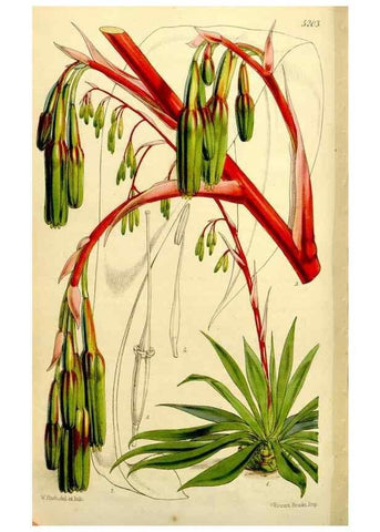 Reproducción/Reproduction 9444697262: Curtis's botanical magazine.. London ;New York [etc.] :Academic Press [etc.]