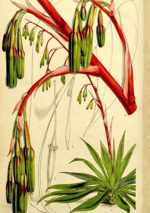 Reproducción/Reproduction 9444697262: Curtis's botanical magazine.. London ;New York [etc.] :Academic Press [etc.]