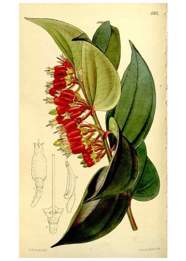 Reproducción/Reproduction 9444699136: Curtis's botanical magazine.. London ;New York [etc.] :Academic Press [etc.]