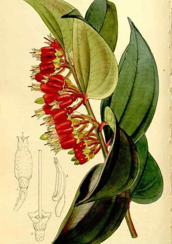 Reproducción/Reproduction 9444699136: Curtis's botanical magazine.. London ;New York [etc.] :Academic Press [etc.]