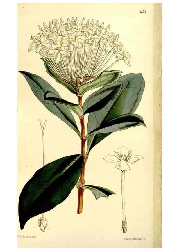 Reproducción/Reproduction 9441897513: Curtis's botanical magazine.. London ;New York [etc.] :Academic Press [etc.]