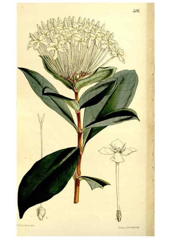 Reproducción/Reproduction 9441897513: Curtis's botanical magazine.. London ;New York [etc.] :Academic Press [etc.]