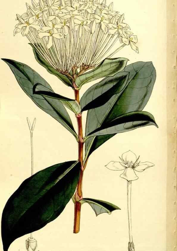 Reproducción/Reproduction 9441897513: Curtis's botanical magazine.. London ;New York [etc.] :Academic Press [etc.]