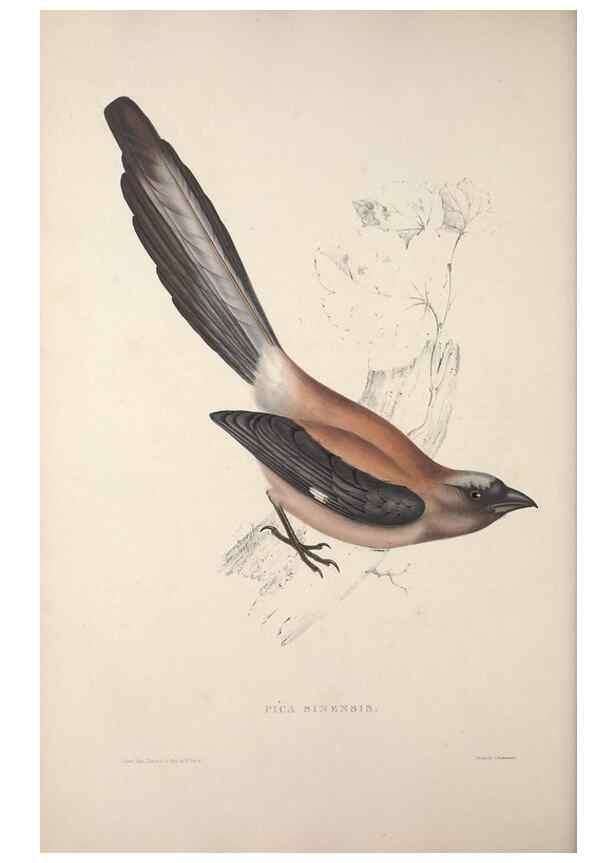 Reproducción/Reproduction 9237253953: A century of birds from the Himalaya Mountains.. London,1831.